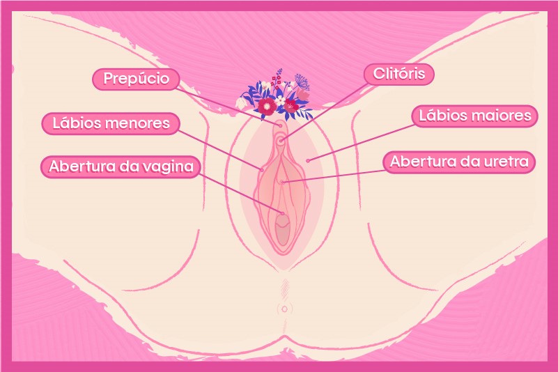 ilustração que aponta o nome de cada parte da região íntima feminina